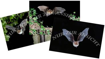 Postkarten Set mit 14 Flugaufnahmen von Fledermäusen